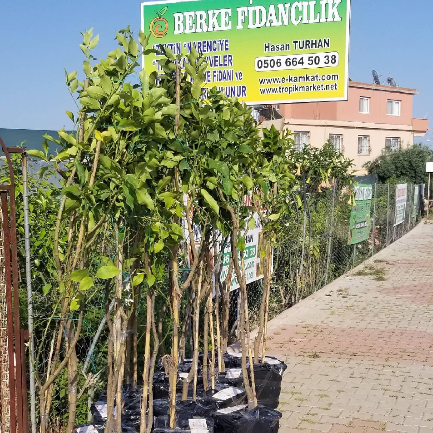 10 Yaş YEDİVEREN Limon Ağacı Saksılı (130 Cm Üzeri)